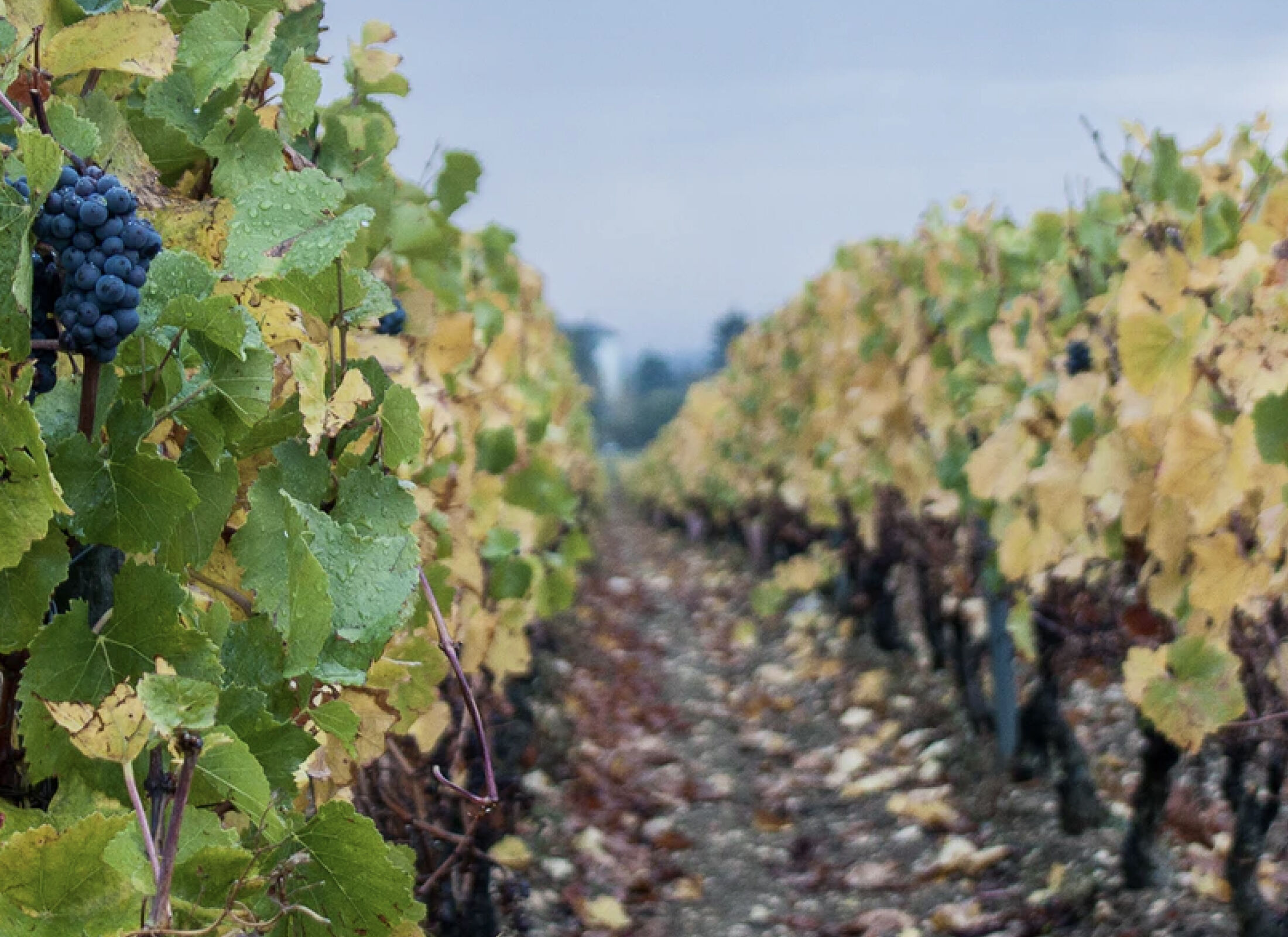 Hotel des Remparts Beaune - Vineyard